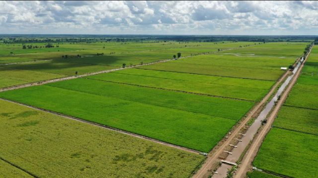 Hubungan Tak Terduga Antara Food Estate dan Kesehatan Mental