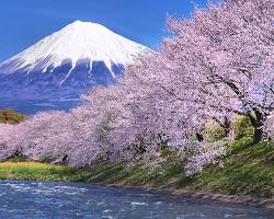 Impian Jepang: Panduan Lengkap Naturalisasi, Bonus Kerja, dan Gaji Minimum di Negeri Sakura